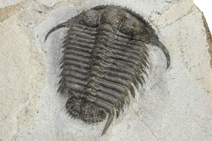 Cyphaspides Pankowskiorum Trilobite - Jorf, Morocco #226026